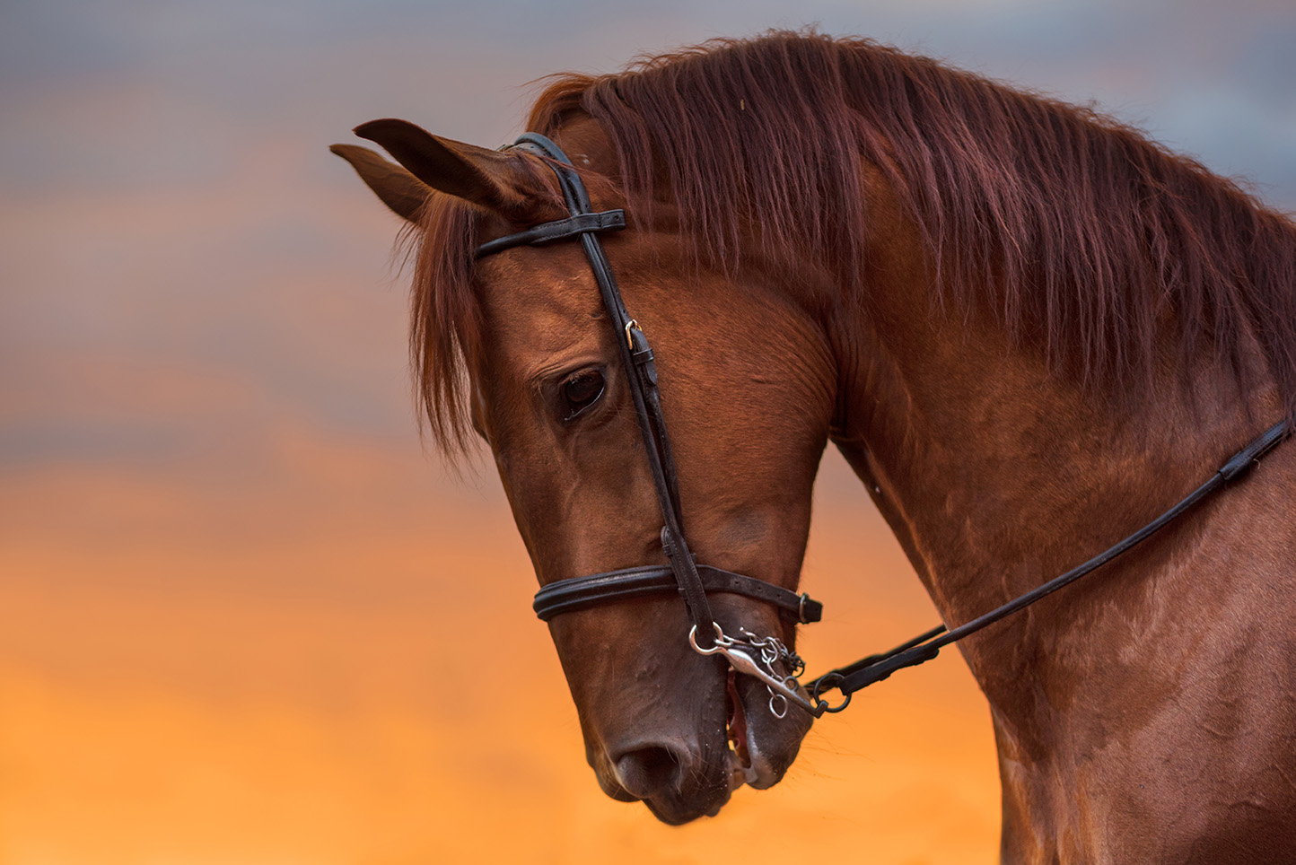 horse-portrait-sunset
